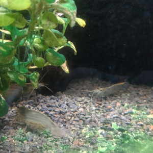 Donne crevettes amano