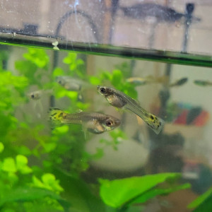 Donne femelles endler grise tiger cobra