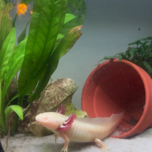 Axolotl