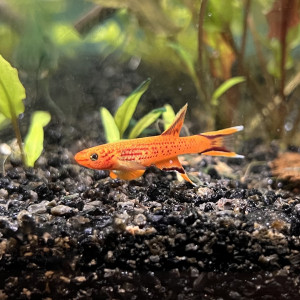 Killi Cap Lopez mâle