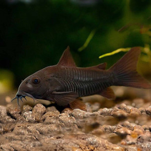 Corydoras black Venezuela