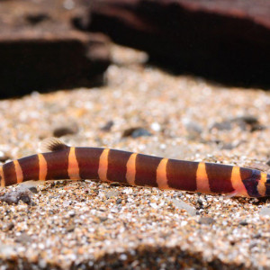 Poissons Khulies / loche x2