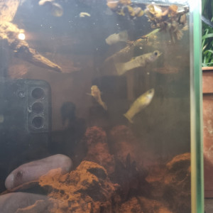 Poecillia vivipara sauvages