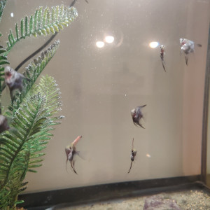 Bébé poisson scalaire