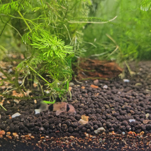 Dons de poissons et crevettes aquarium d'eau douce