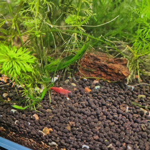 Dons de poissons et crevettes aquarium d'eau douce