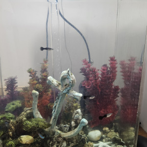 Donne poissons d'eau douce