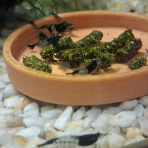 Crevette neocaridina rili carbone Black