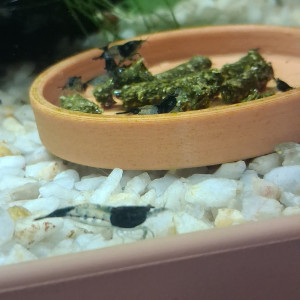 Crevette neocaridina rili carbone Black