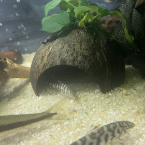 Deux Botia lohachata