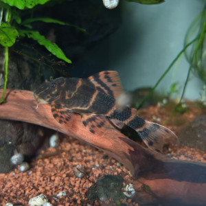 DON urgent : Pleco Clown ( Panaqolus maccus )