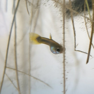 Alvins Gupppys Yellow and Blue