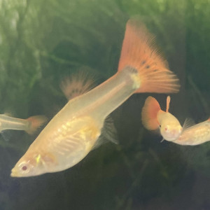 Guppy de sélection Cobra Red Tail Albino