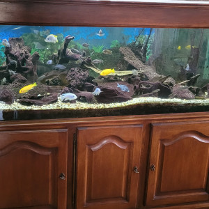 Aquarium 600L meuble stucture métal et chêne