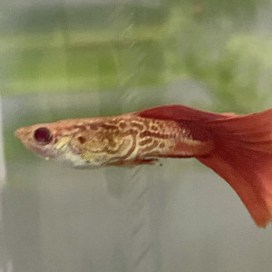 Guppy de sélection Cobra Red Tail Albino