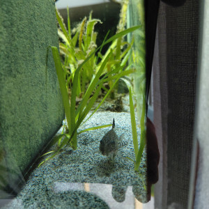 Don 1 corydoras julii