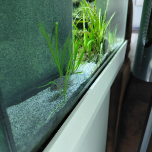 Don 1 corydoras julii