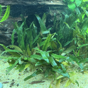 Cryptocoryne