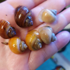Escargots ampullaires aquarium