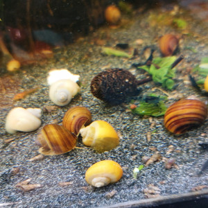 Escargots ampullaires aquarium