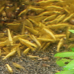 Crevettes yellow néon haut grade