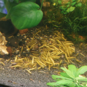 Crevettes yellow néon trait imparfait