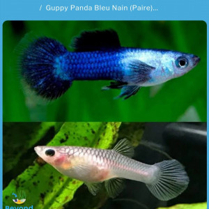 Guppys endler mâles et femelles