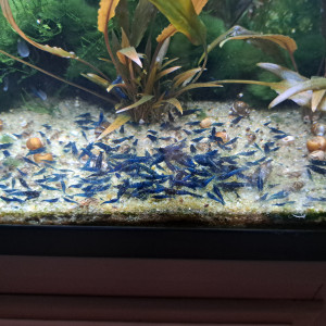 CREVETTE BLUE DREAM SAPHIR