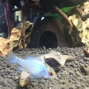 Échange Femelle ramirrezi bleu électrique