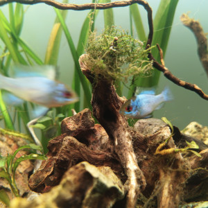 Échange Femelle ramirrezi bleu électrique