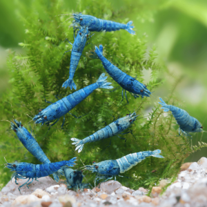 Crevettes Blue Bolt