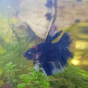 Amour - betta splendens