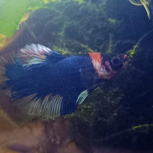 Amour - betta splendens