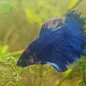 Amour - betta splendens
