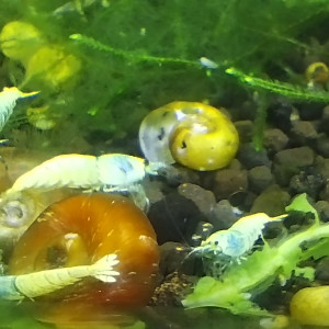 Caridina Cantonensis var Taïwan bee blue bolt low grade