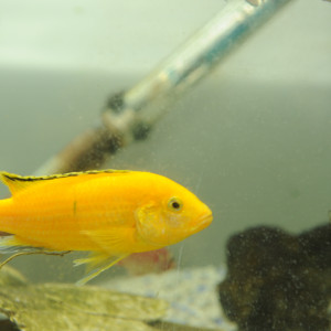 Beau mâle cherche fiancée