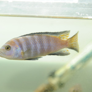 Beau mâle cherche fiancée