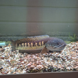 Channa aurantimaculata