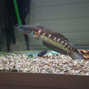 Channa aurantimaculata