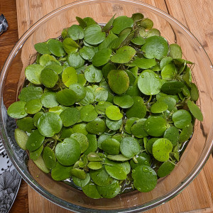 Plantes flottantes - Limnobium laevigatum (Lot de 10)