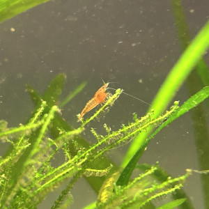 Neocaridina DAVIDI Orange