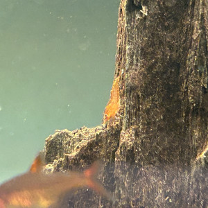 Crevette Neocaridina DAVIDI Orange