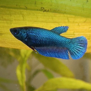 Alphabet - betta splendens