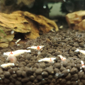 Crevette red  crystal