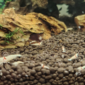 Crevette red  crystal