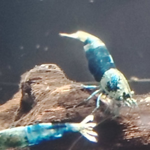 Crevettes blues océan