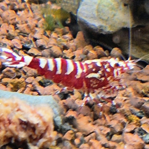 Crevettes fishbone galaxie, zebra galaxie... Red