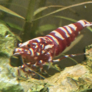 Lot Crevettes fishbone galaxie, zebra galaxie... Red