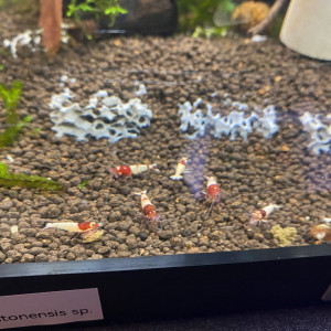 Crevettes RED TAITIBEE