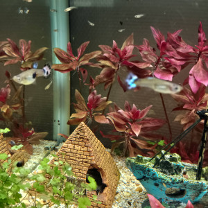 Don guppies et physes – surpopulation – Pomponne 77